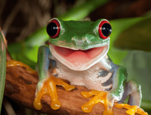 Frog:Ktbbcmo7d78= Cute