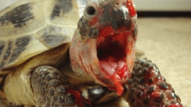 Hairless Turtle