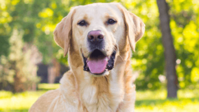 Labrador:J_Wpykxcjxm= Retriever