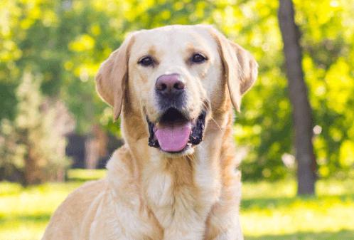 Labrador:J_Wpykxcjxm= Retriever