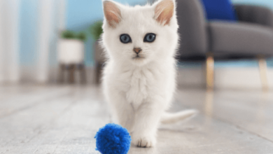 Kitten:Maji1bgfu90= Cat