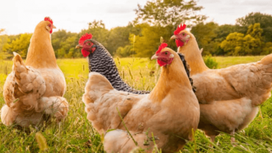 Live:P_3ijan3bzo= Chicken