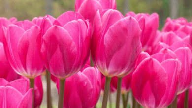 Pink:Y2yitmv50ui= Tulip