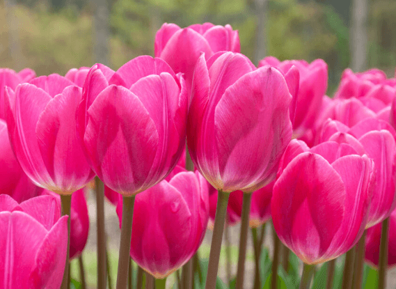 Pink:Y2yitmv50ui= Tulip