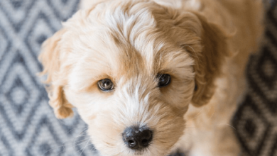 Puppy:Kpmu60zvxa8= Labradoodles