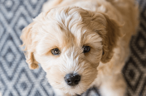 Puppy:Kpmu60zvxa8= Labradoodles