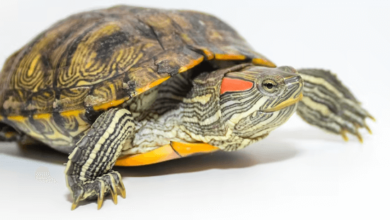 Red Eye Tortoise