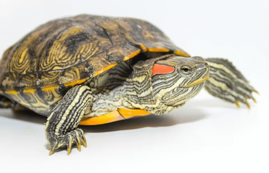 Red Eye Tortoise