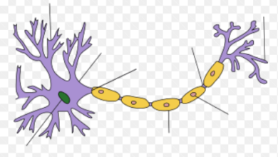 Simple:Mnbuds3fb-0= Neuron Diagram