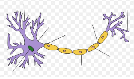 Simple:Mnbuds3fb-0= Neuron Diagram