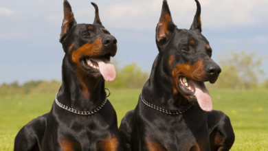 Tips for Selecting Doberman Stud Fee in Western Tennessee