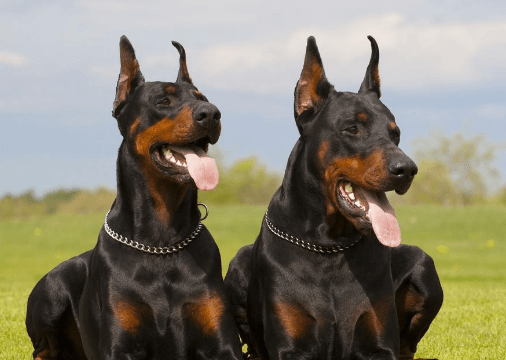 Tips for Selecting Doberman Stud Fee in Western Tennessee