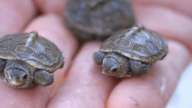 Adorable Tiny Baby Turtles