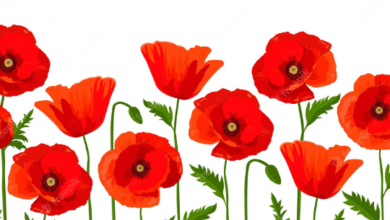 Clipart:Npr6qytmog4= Poppy