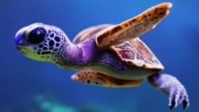 Baby:Famaq2of7wo= Cute Turtle