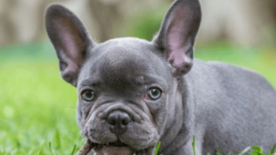 Blue:Krojd44z8nq= Frenchy