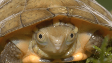 Three Eyed Turtle