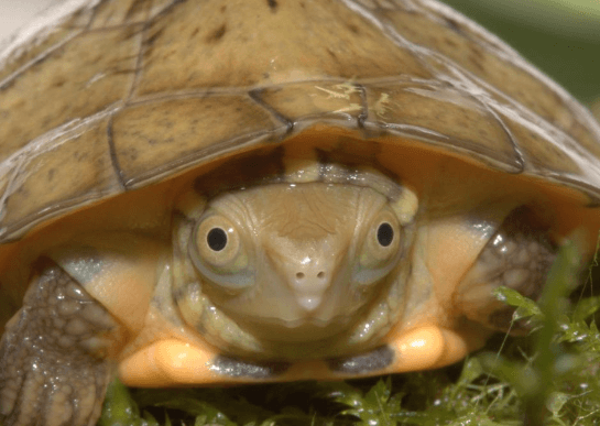 Three Eyed Turtle