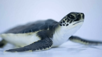 Baby Turtle Eyes Closed