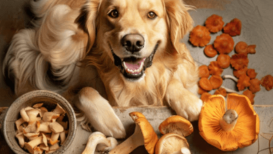 Enhancing Your Dog’s Immunity: Top Strategies and Benefits of Mushroom Supplements