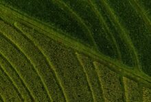 market expansion and competition