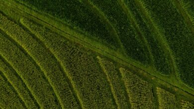 market expansion and competition