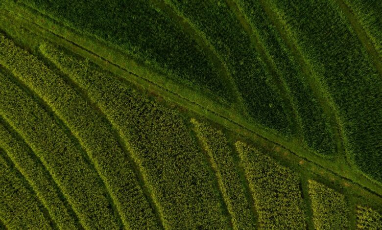 market expansion and competition